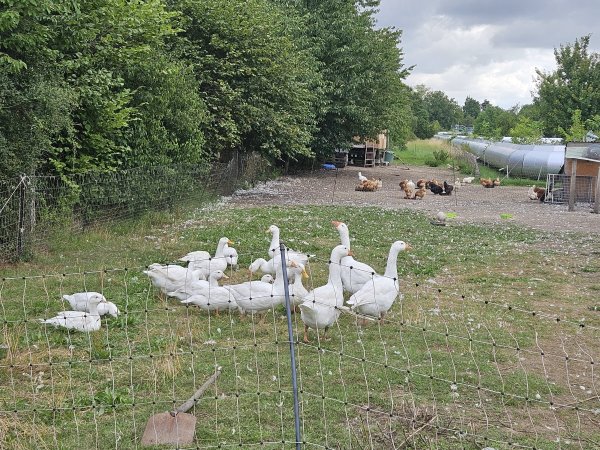 Weihnachten steht vor der Tür