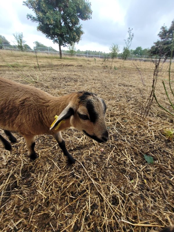 Weihnachten steht vor der Tür