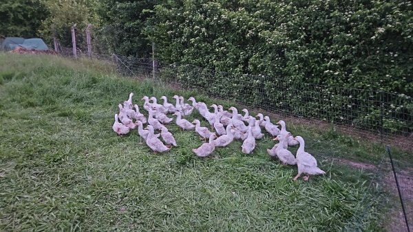 Weihnachten steht vor der Tür