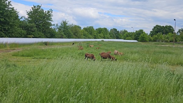 Weihnachten steht vor der Tür